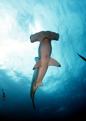 Tiburón martillo gigante (Foto: EL MUNDO)