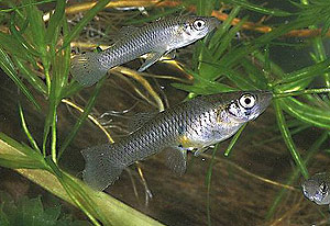 Ejemplares de peces gambusino (Gambusia affinis). (Foto: Bishop Museum | Water Gardeners International)