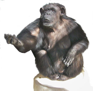 Uno de los chimpancs del experimento reclama comida con un gesto (Foto: Jared Taglialatela)