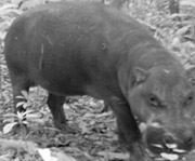 Imagen de un hipoptamo pigmeo en Liberia. (Foto: Sociedad Zoolgica de Londres)
