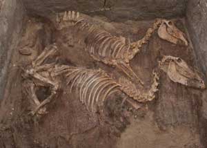 Fósiles encontrados en una tumba en el yacimiento de Abydos. (Foto: PNAS)