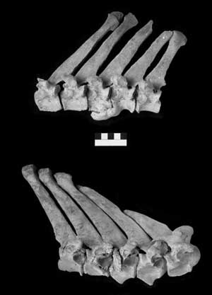 Vértebras lesionadas de los burros de Abydos. (Foto: PNAS)