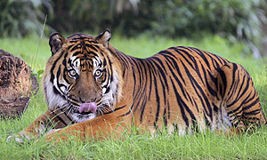 Un ejemplar macho de tigre de Sumatra, en el zoo de Washington. (Foto: REUTERS)