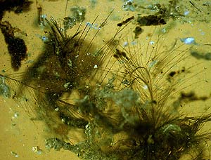 Plumas de hace 100 millones de años conservadas en ámbar. (Foto: Didier Néraudeau)
