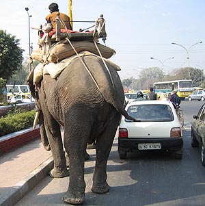Un elefante traslada a su dueo en las calles de Nueva Delhi. (Foto: Robert Feenstra)