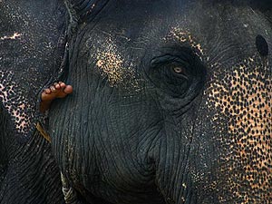 En la India hay unos 35.000 ejemplares de elefante. (Foto: Steve Evans)
