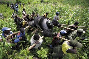Un macho de los gorilas vctimas de la matanza de julio, es trasladado por habitantes del lugar. (Foto: AFP)