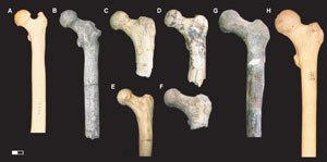 Huesos de fmures de homnidos comparados en la investigacin. (Foto: Science).