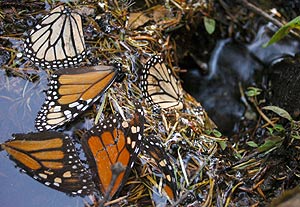 Imagen de un grupo de mariposas monarca en Mxico. (Foto: EFE)
