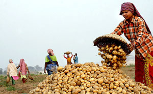 Varias trabajadoras indias recolectan patatas en Hoogly, cerca de Calcuta. (EFE)