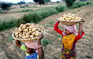 Varias trabajadoras indias recolectan patatas en Hoogly, cerca de Calcuta. (EFE)
