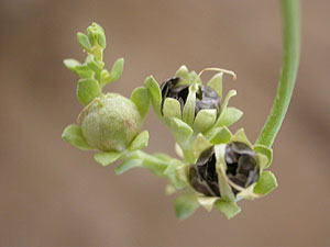 La herbcea 'Linaria lamarckii' se ha conseguido reproducir gracias a unas semillas guardadas. (Foto: Junta de Andaluca)