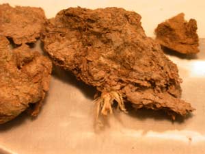 Los excrementos fosilizados descubiertos en Oregn. (Foto: Science)
