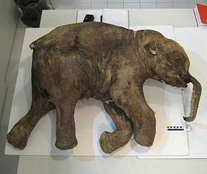 Imagen del fsil de 'Lyuba', un mamut beb encontrado en mayo de 2007 en Rusia. (Foto: REUTERS)