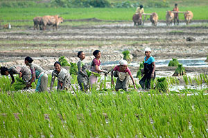 Mujeres de una tribu trabajan en una plantacin en las afueras de Guwahati, en la India. (EFE)