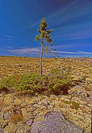 La pcea solitaria de Noruega, cuyas races tienen 9.950 aos, es el rbol vivo ms antiguo del mundo. (Foto: Universidad de Ume)