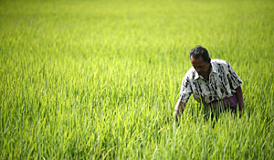 Un granjero malasio inspecciona su campo de arroz. (Foto: Bazuki Muhammad | REUTERS)