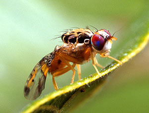Imagen de una mosca de la fruta. (Foto: Wikipedia Commons)