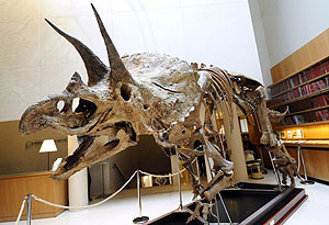 El fósil de dinosaurio subastado en Christie's. (Foto: AFP)