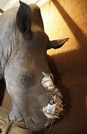 Un rinoceronte blanco disecado en el Museo Iziki de Sudfrica al que arrancaron el cuerno el pasado mircoles. (Foto: AP)