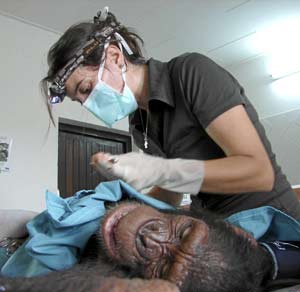 Rebeca operando al chimpanc Talin en Tchimpounga. (Foto: Instituto Jane Goodall)