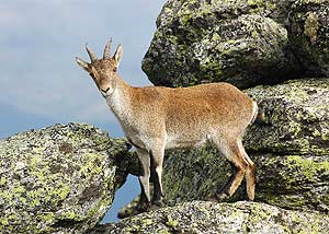 Imagen de una cabra monts en la sierra de Guadarrama. (Foto: M. Estebaranz)
