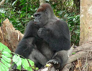 Imagen de un macho de gorila de la reserva de Lesio (Congo) que tiene 20 aos y pesa 250 kilos. (Foto: Gustavo Cataln)