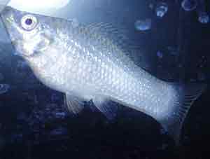 Imagen de un pez molly plateado hembra. (Foto: Wikipedia Commons)