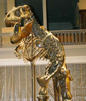 Esqueleto de un dinosaurio 'Tiranosaurio rex' en el Museo de Historia Natural de Carnegie de Pittsburgh. (Foto: AP)