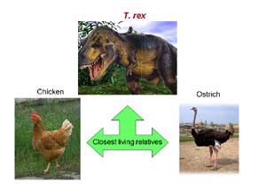 Un estudio demuestra que las gallinas y los avestruces descienden del  Tiranosaurio Rex 