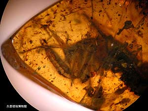 Imagen del fsil de una mantis religiosa de hace 87 millones de aos encontrado en una placa de mar en Japn. (Foto: Museo de mbar de Kuji)