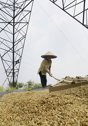 Cultivo de arroz en Indonesia. (Foto: AP)