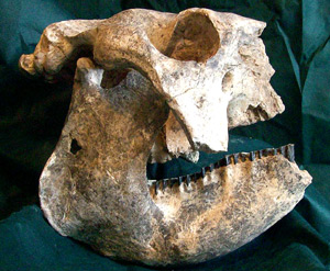 Crneo de uno de los armadillos gigantes descubiertos en Argentina. (Foto: Museo Paleontolgico de San Pedro)