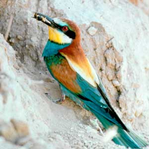 El abellerol o abejaruco (Merops apiaster) es fcilmente identificable por su vvido colorido. Sus nidos seran borrados por el campo de golf.