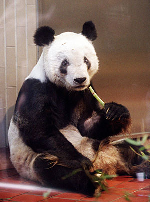 Un oso panda en el zoo de Tokio. (AFP)