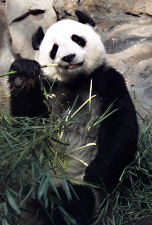 Un oso panda en el Zoo de Beijing. (Foto: REUTER).