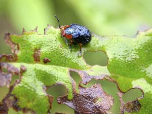 Escarabajo de la hoja, que habita en los bosques andinos de Ecuador. (Foto: K.S. Sheldon)