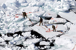 Cazadores capturan a unas focas durante la ltima temporada de caza en Canad. (Foto: AFP)