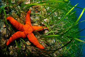 Una estrella de mar. (Foto: EL MUNDO)