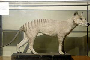 Un tigre de Tasmania disecado, que se conserva en el Museo Nacional de Ciencias Naturales de Madrid. (Foto: Antonio M. Xoubanova)