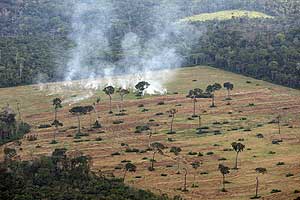 Una parcela quemada en la selva del Amazonas para cultivar colza destinada a biocombustible. (Foto: Jose F. Ferrer)