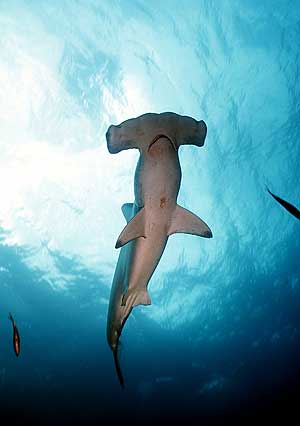 La población de tiburones martillo, como el de la imagen, ha disminuido en un 89% en el noroeste del oceáno Atlántico. (Foto: El Mundo)
