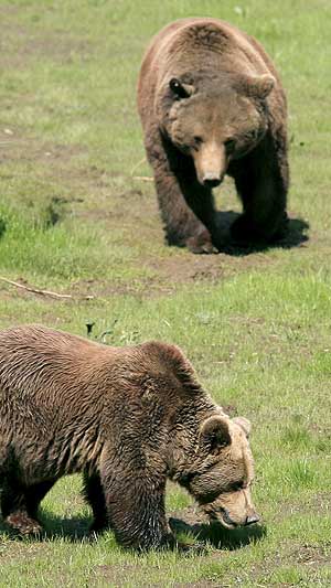 Imagen de 'Paca' y 'Tola', los dos nicos ejemplares de la especie de oso cantbrico puros que viven en cautividad. (Foto: EFE)