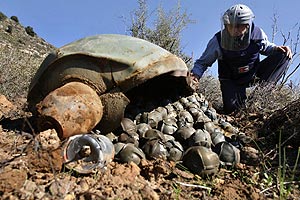 Un especialista analiza una bomba de racimo en el Lbano. (Foto: AFP)