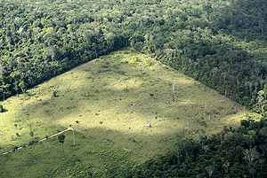 Cosecha de soja junto al bosque de selva en el Amazonas. El cultivo extensivo de soja amenaza la selva amaznica. (Foto: Jose F. Ferrer)