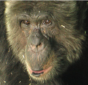 El chimpancé Hials (Foto: VGT)