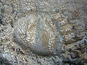 Huella de la pata izquierda de un oso pardo macho adulto. (Foto: G.C.D