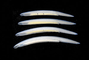 Imagen del anfioxo o lanceta, un invertebrado marino que no ha cambiado en 500 millones de aos. (Foto: 'Nature')