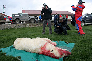 Un grupo de periodistas toma fotos del oso polar abatido en Islandia. (Foto: AP)