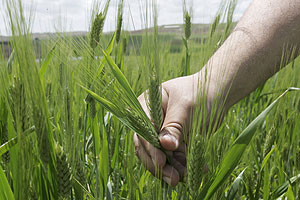 Cultivo de cereales. (Foto: REUTERS)